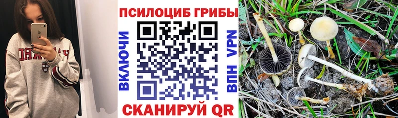 omg   Красноярск  Галлюциногенные грибы прущие грибы 